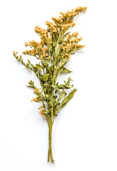 Cleavers