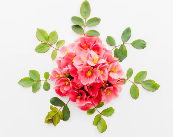 Red Clover Flower